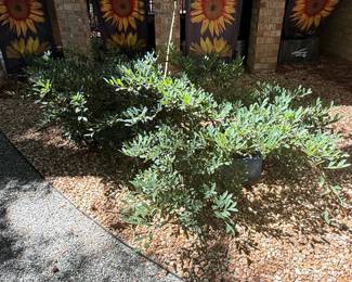 Dwarf Gardenia Plant in Pot