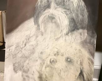 Pencil Sketch of Two Shih Tzus
