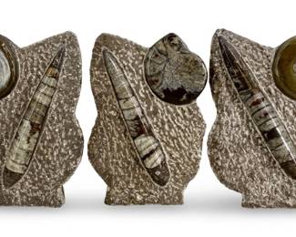 3pc Polished Orthoceras and Ammonite Fossils