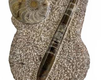 Polished Orthoceras and Ammonite Fossil