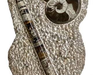 Polished Orthoceras and Ammonite Fossil