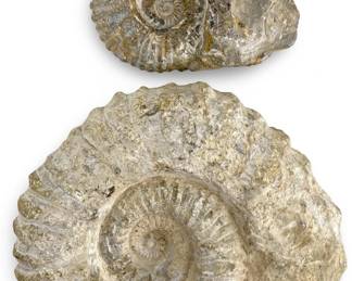Pair of Large Natural Ammonite Fossils