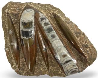 Polished Ammonite Fossil