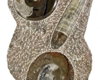 Polished Orthoceras and Ammonite Fossil