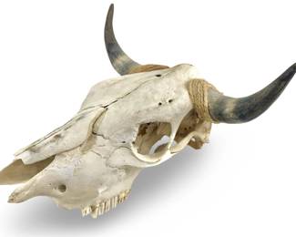 Vintage Steer Skull Wall Mount