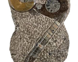 Large Polished Orthoceras and Ammonite Fossil