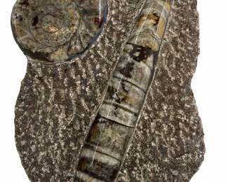 Polished Orthoceras and Ammonite Fossil