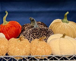 Pumpkins Galore!