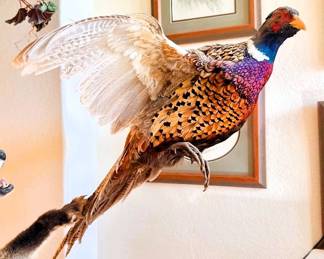 Pheasant