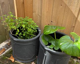 some outdoor plants and planters