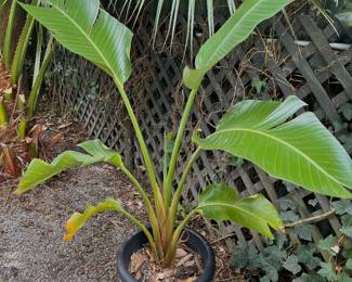 some outdoor plants and planters