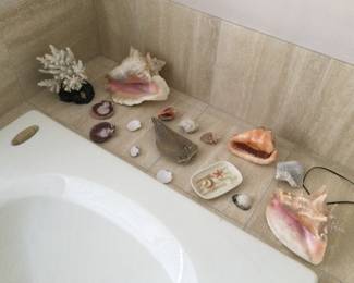 Seashells