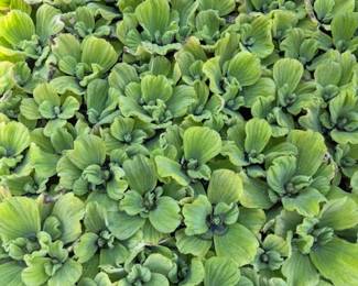 Pond plants - Water lettuce