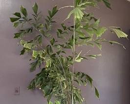 10 ft tall Fishtail Palm