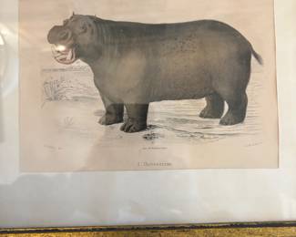 One of many happy hippos in this house