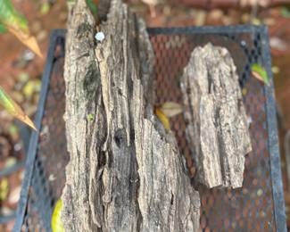 Various sizes of petrified wood