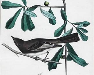 JOHN JAMES AUDUBON (AMERICAN, 1785-1851) ROCKY MOUNTAIN FLYCATCHER OCTAVO LITHOGRAPH