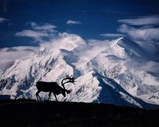 MOOSE IN SNOW-CAPPED MOUNTAINS PHOTOGRAPH