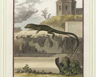 HULK AFTER BUFFON-LACÉPÈDE LE ROQUET (ANOLIS ROQUET) HAND-COLORED ENGRAVING PL. XXVII
