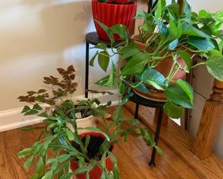 four House Plants With Stand