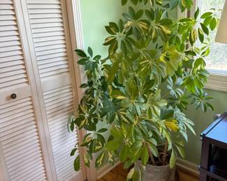 Large PlantVariegated Dwarf Umbrella Tree