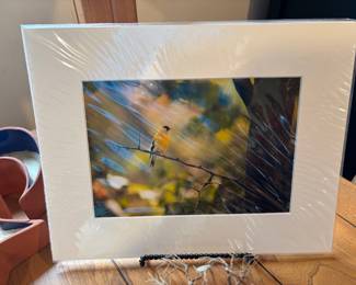 Goldfinch Photography