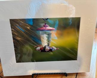 Hummingbird Photography