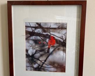 Cardinal Photography