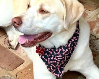 Chauncey.  He's not for sale.  But you can ask his advice on most anything...