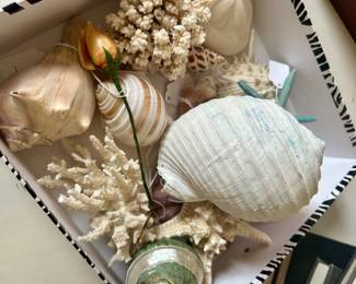 Large group of shells