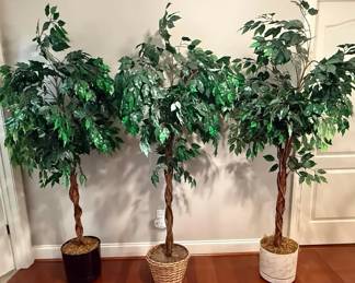 Trio Of Faux Ficus Trees 6 Feet