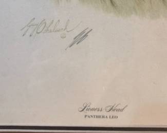 Guy Cohleach "Lioness Head" Print