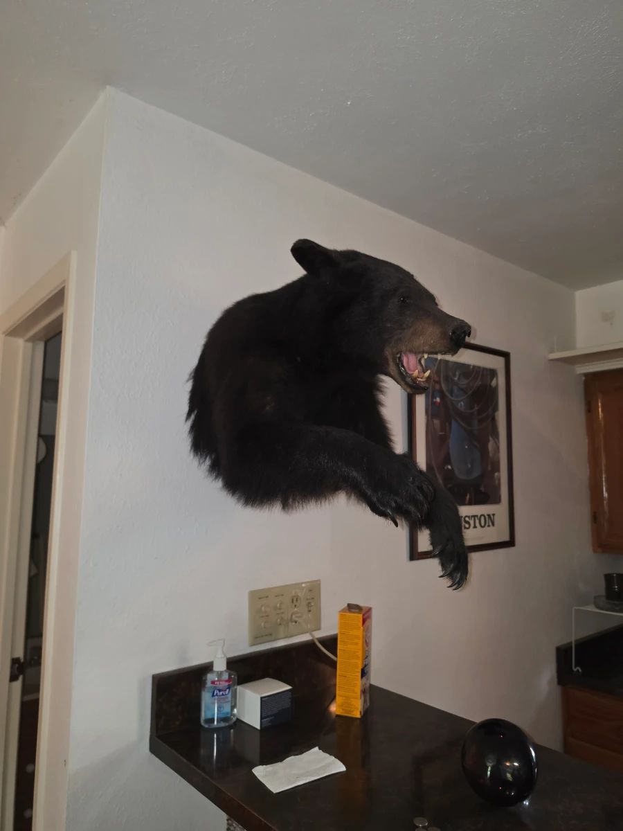 Black bear half body mount 