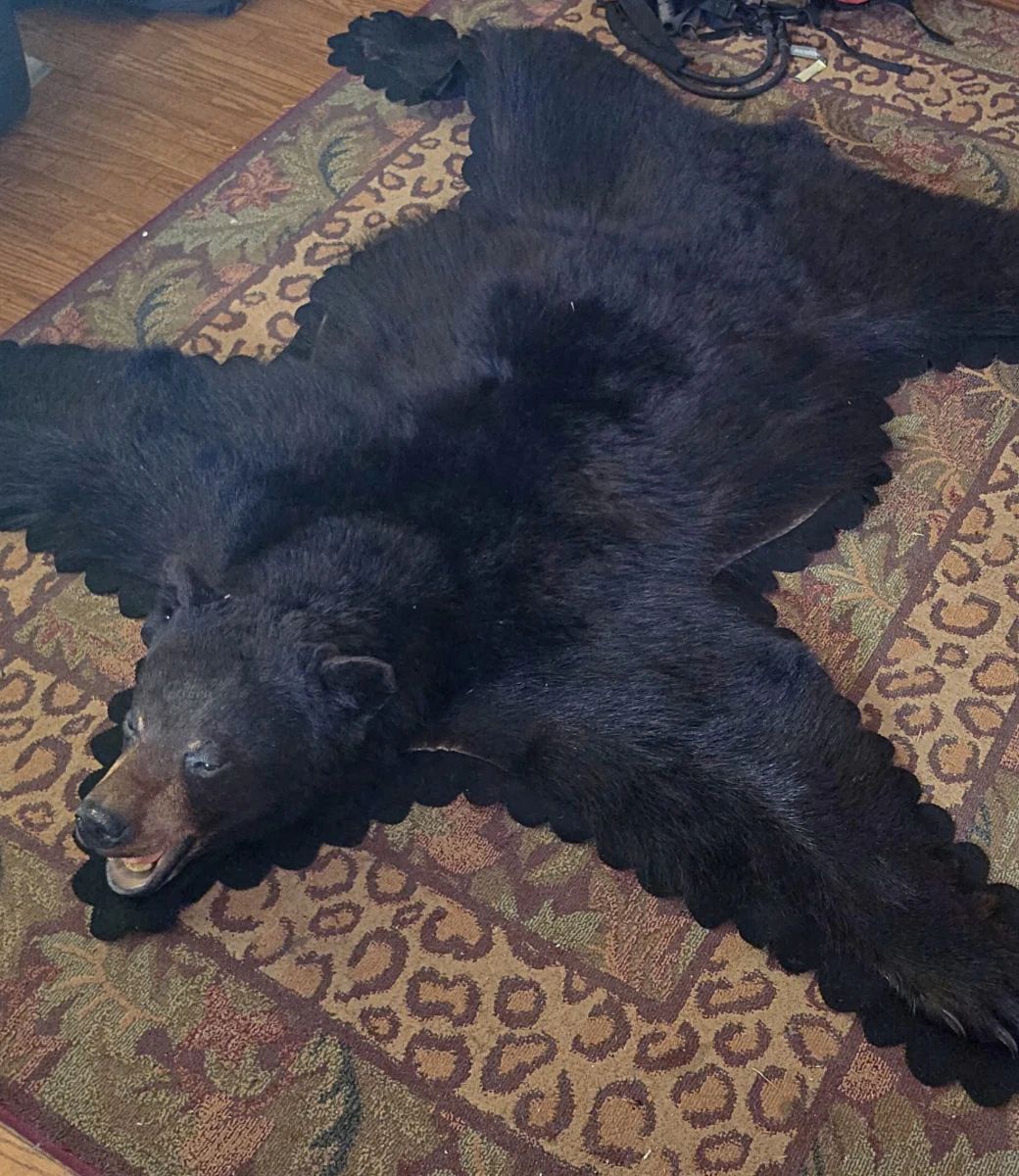 Canadian black bear rug