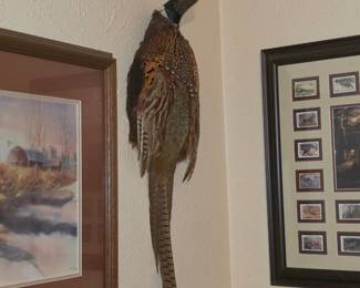 Pheasant taxidermy