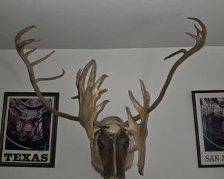 Large caribou shoulder mount, excellent condition