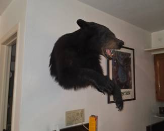 Black bear half body mount