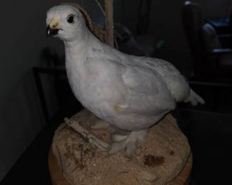 Mounted ptarmigan bird in white winter plumage
