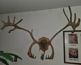 Large caribou European mount