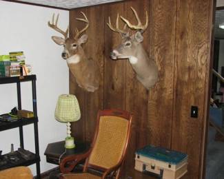 deer head mounts