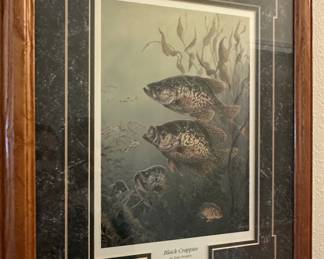 Black Crappies by Terry Doughty Framed Print