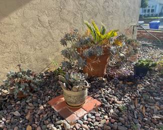 Potted plants 