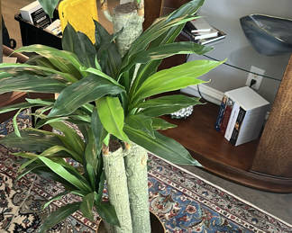 Lot 62: Tall Potted Dracaena Plant