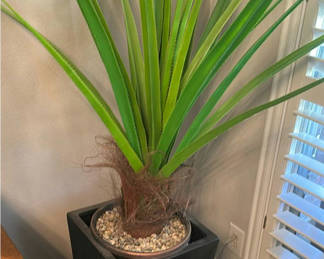 Lot 205: Tall Potted Green Plant in Black Square Planter