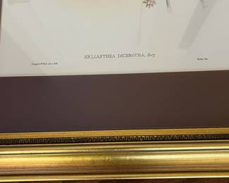 F28 - $90. Set of 3 Gould Hummingbird Prints. Framed each measures 22.75" x 28.75".