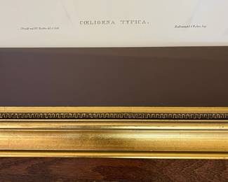 F28 - $90. Set of 3 Gould Hummingbird Prints. Framed each measures 22.75" x 28.75".