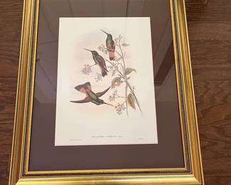 F28 - $90. Set of 3 Gould Hummingbird Prints. Framed each measures 22.75" x 28.75".