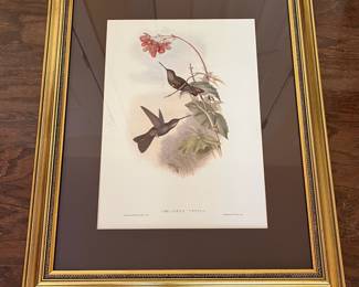 F28 - $90. Set of 3 Gould Hummingbird Prints. Framed each measures 22.75" x 28.75".
