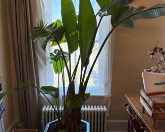 Giant over-6-feet Bird of Paradise plant in teal planter (planter has crack and will need to be replaced at some point)