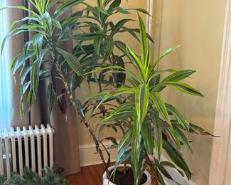 5-foot tropical house plant in white planter.